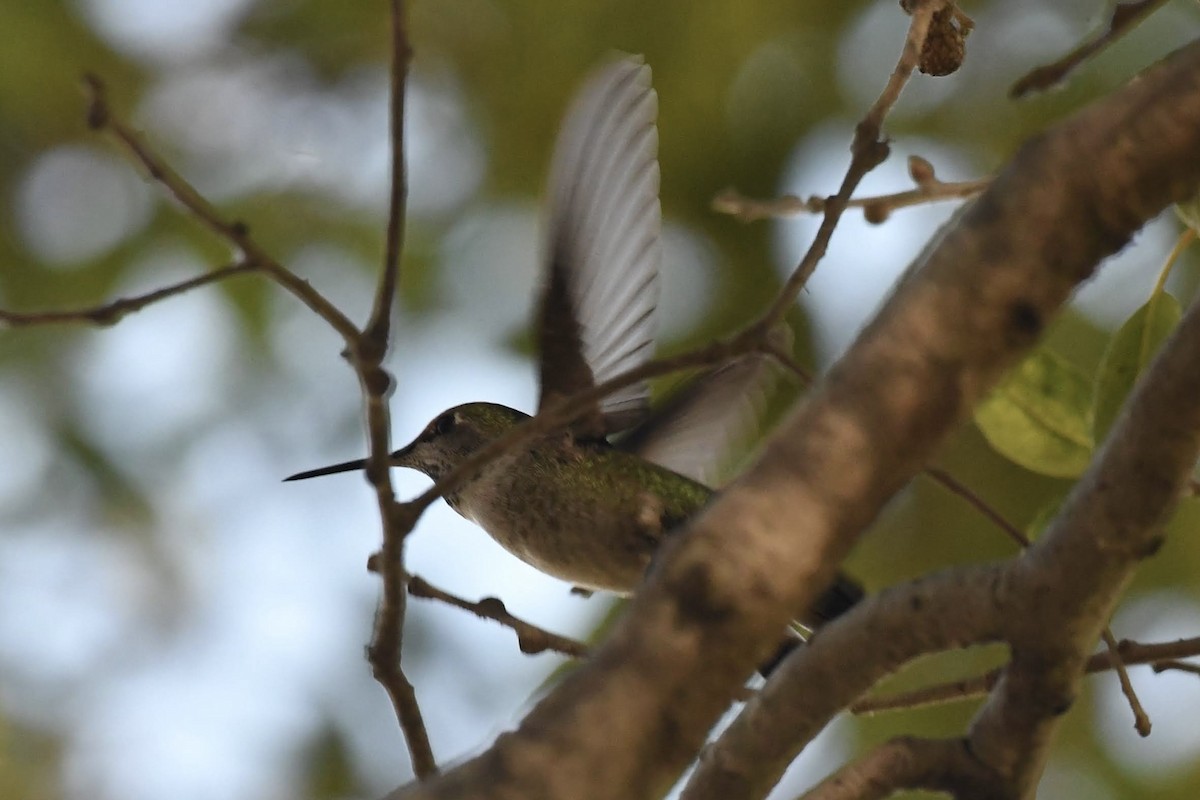 Anna's Hummingbird - ML646904175