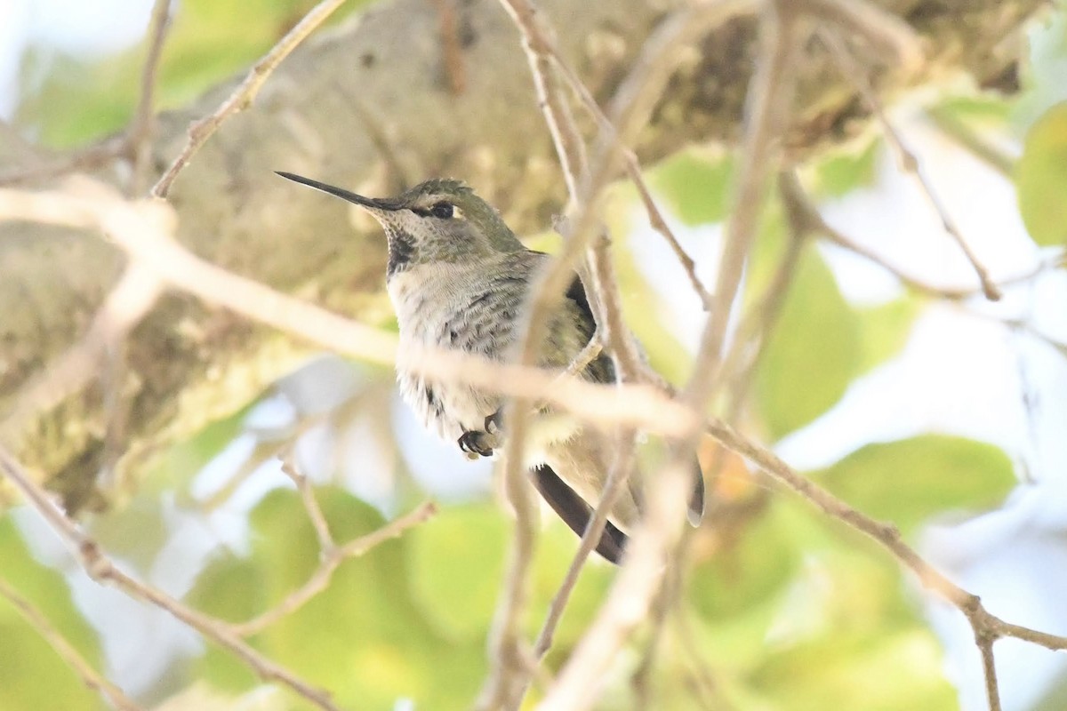 Anna's Hummingbird - ML646904176