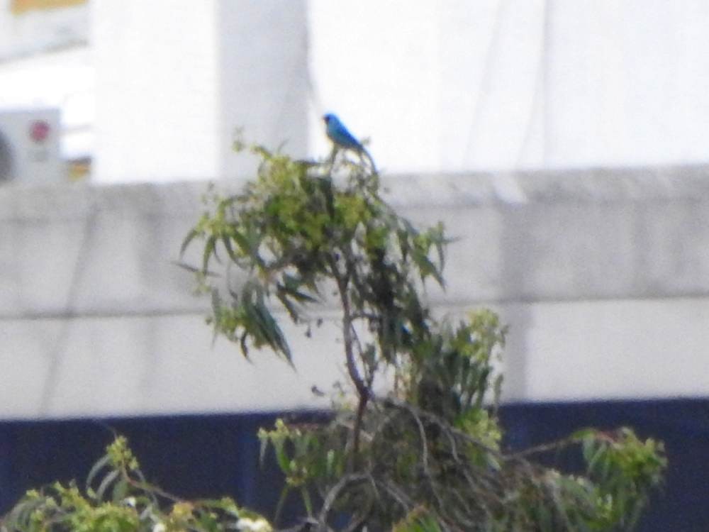 Swallow Tanager - ML646904177