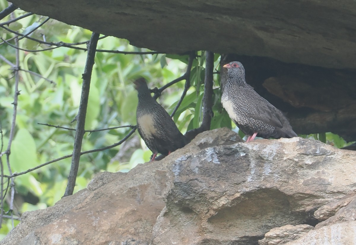 Stone Partridge - ML646904179