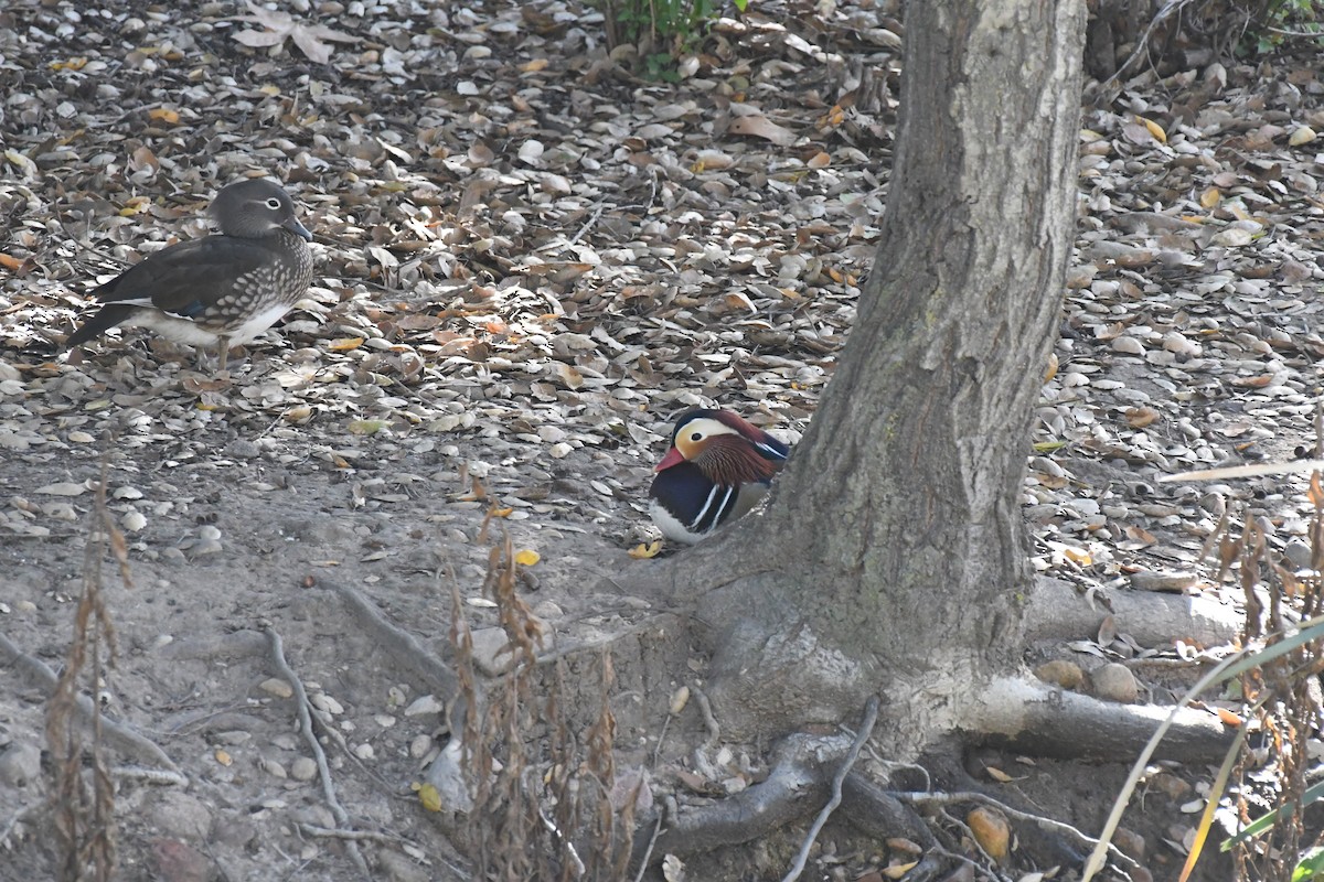 מנדרין סיני - ML646904183