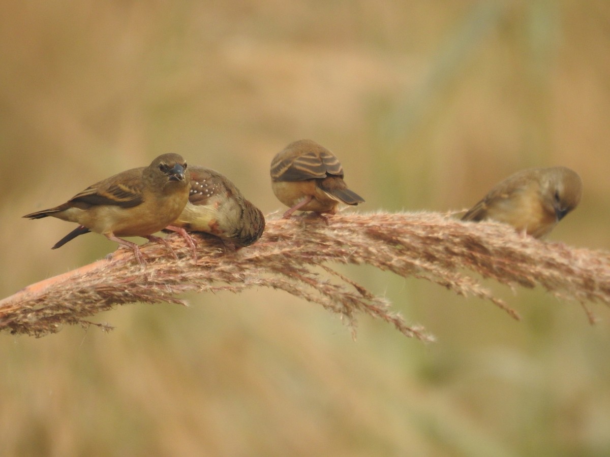 Bengalí Rojo - ML646904184