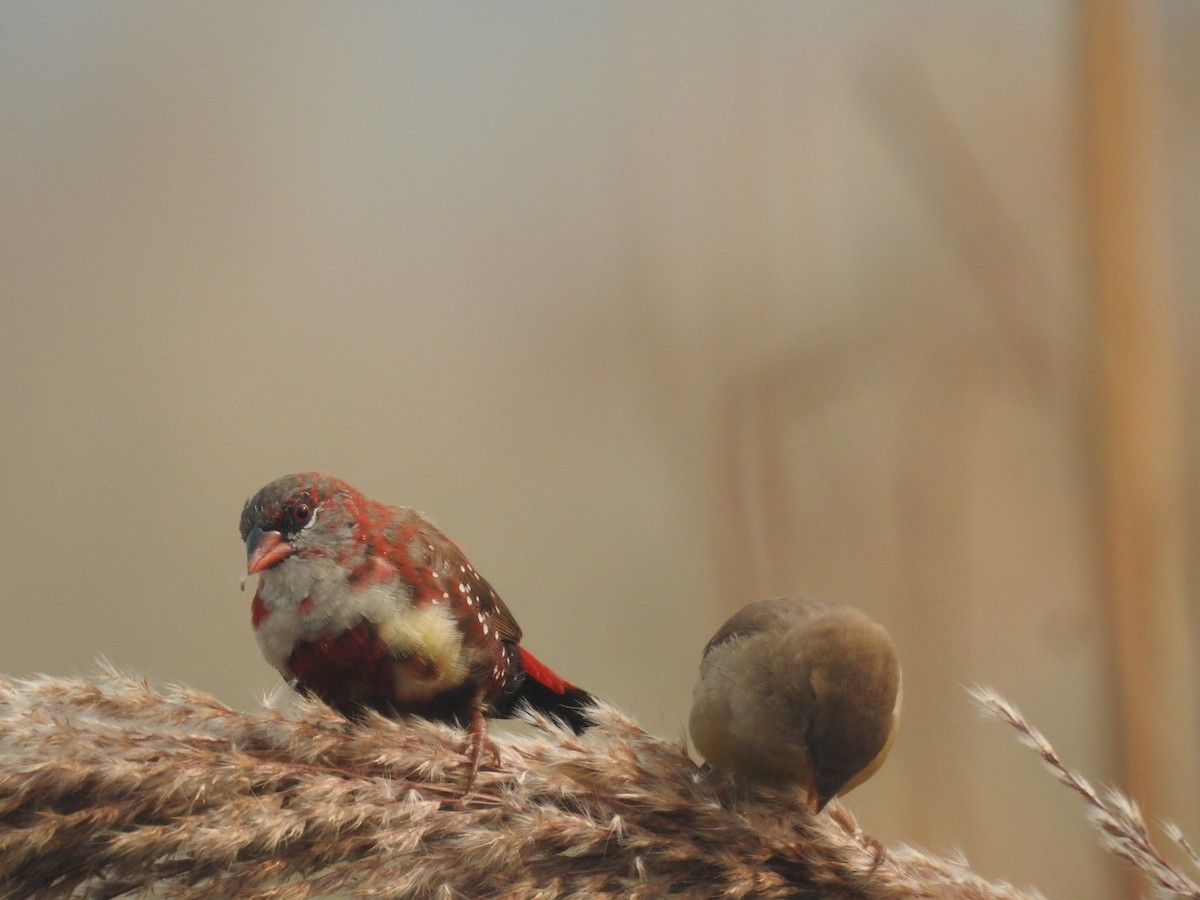 Bengalí Rojo - ML646904185