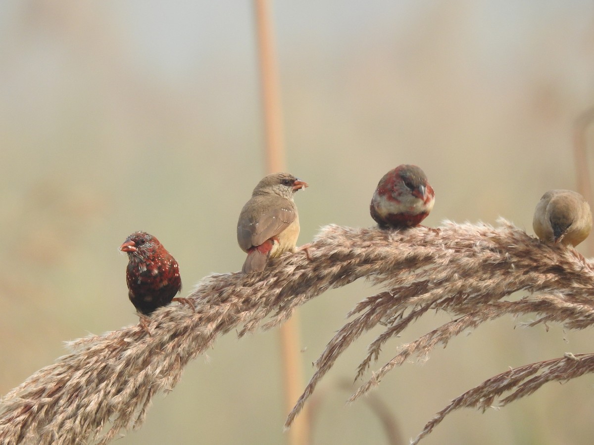 Bengalí Rojo - ML646904186