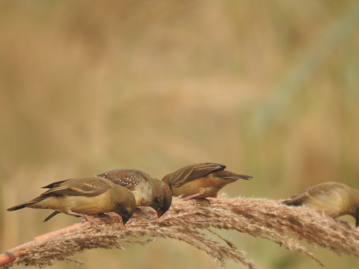 Bengalí Rojo - ML646904187