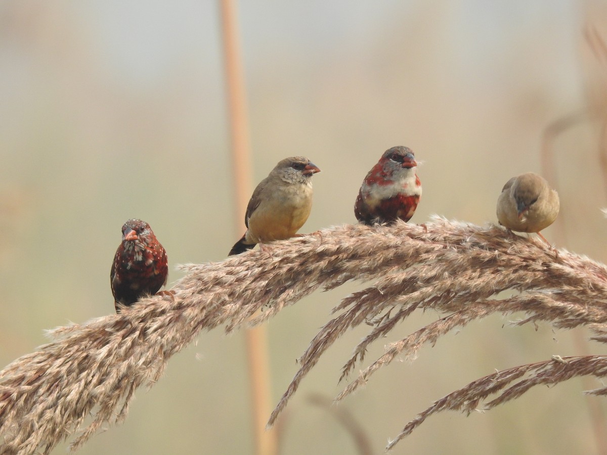 Bengalí Rojo - ML646904188