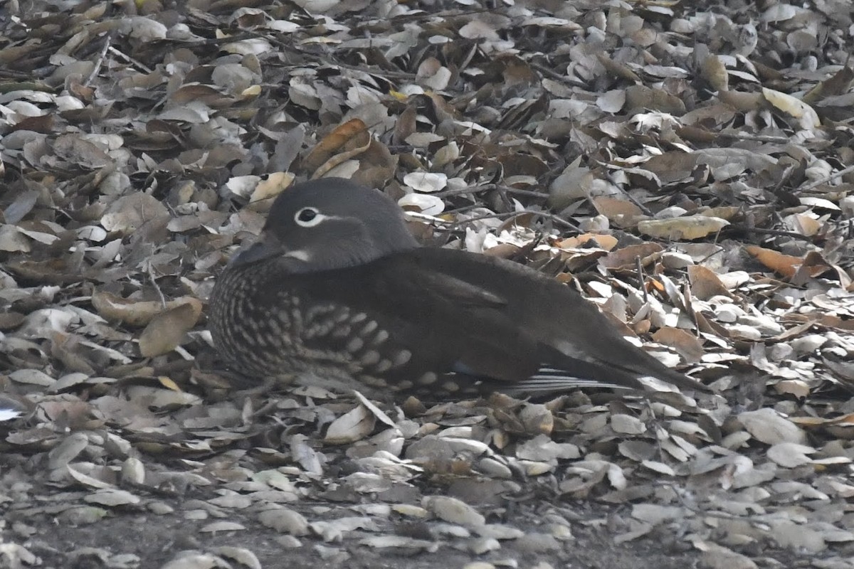 מנדרין סיני - ML646904189