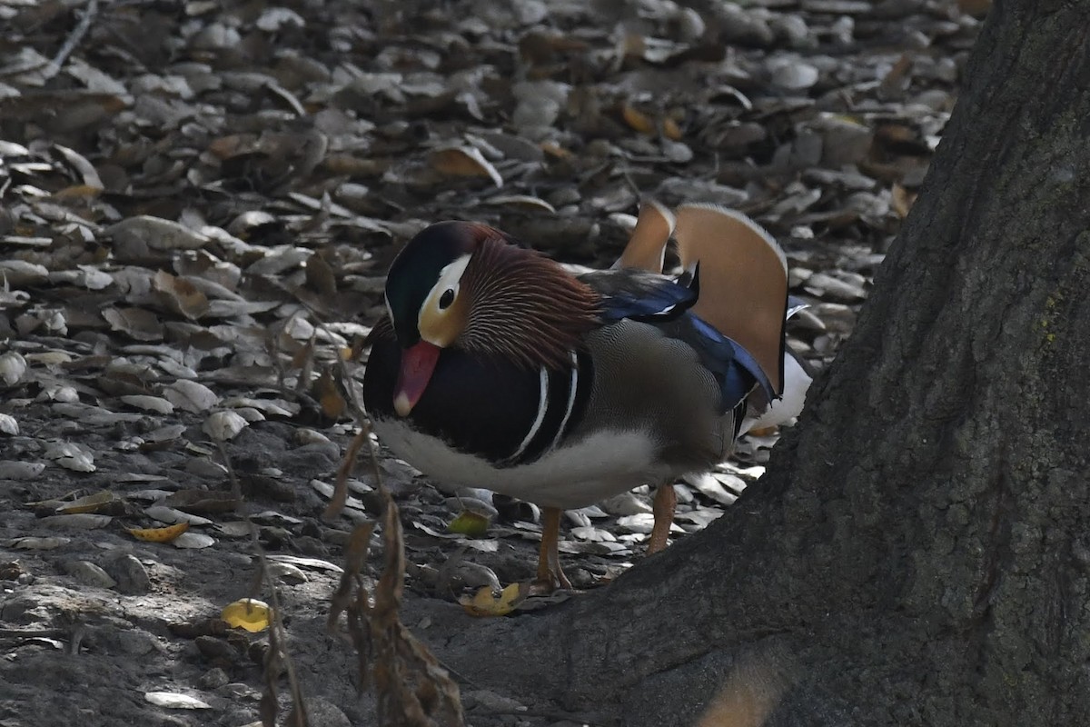מנדרין סיני - ML646904190
