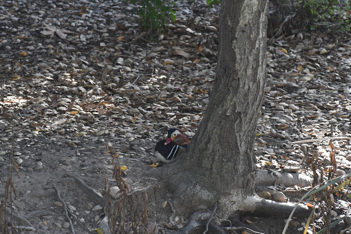 מנדרין סיני - ML646904191