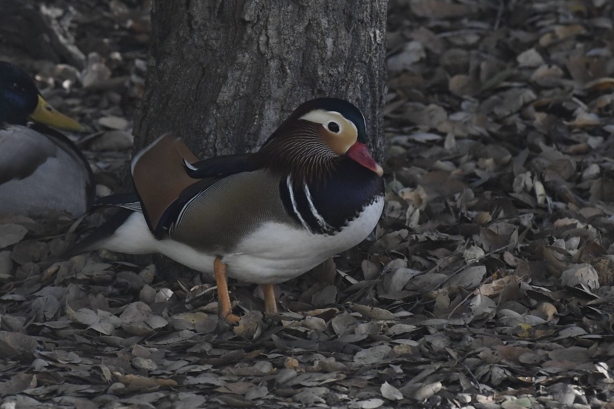 מנדרין סיני - ML646904192