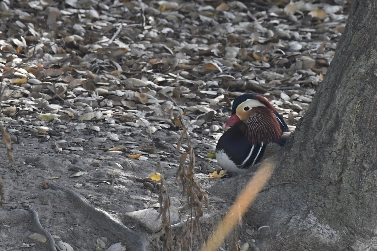 מנדרין סיני - ML646904193