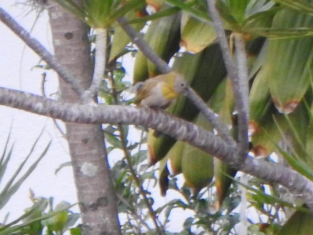 Saffron Finch - ML646904194