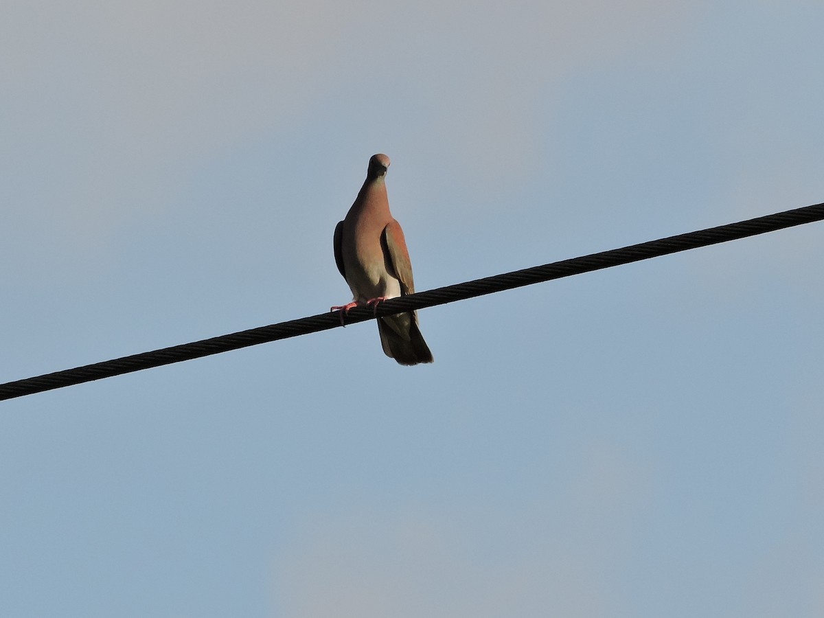 Paloma Colorada - ML646904198