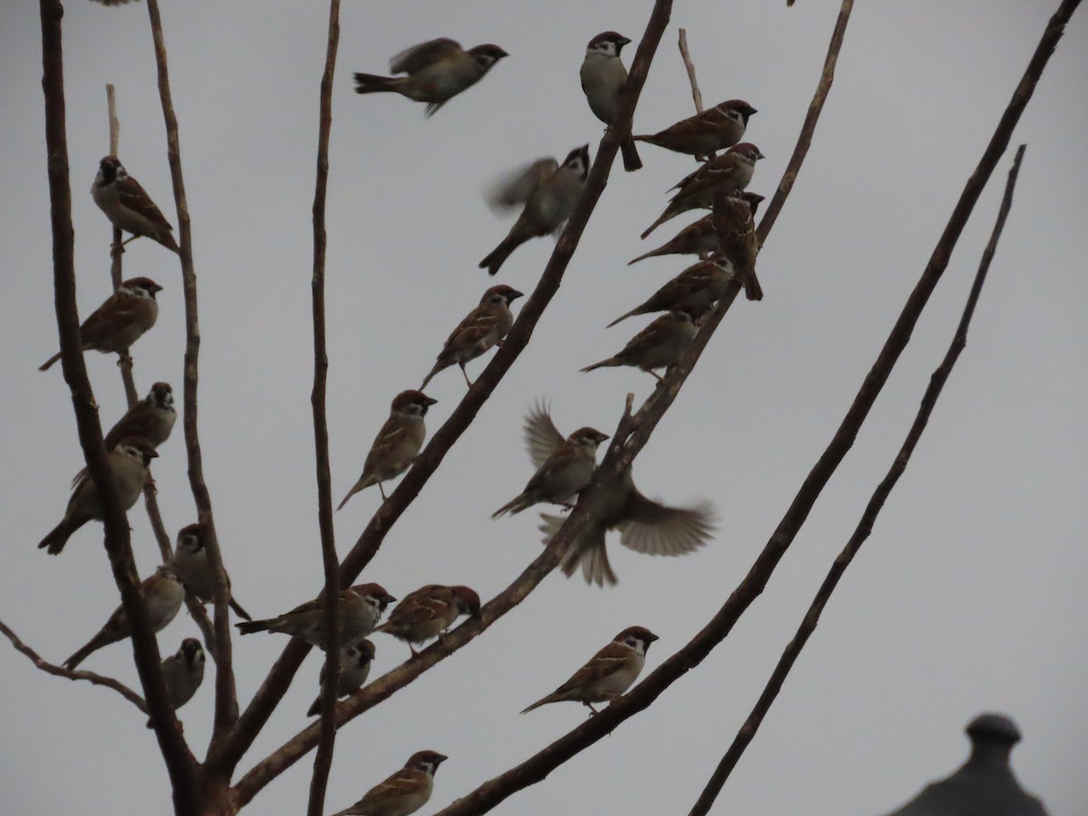 Gorrión Molinero - ML646904200