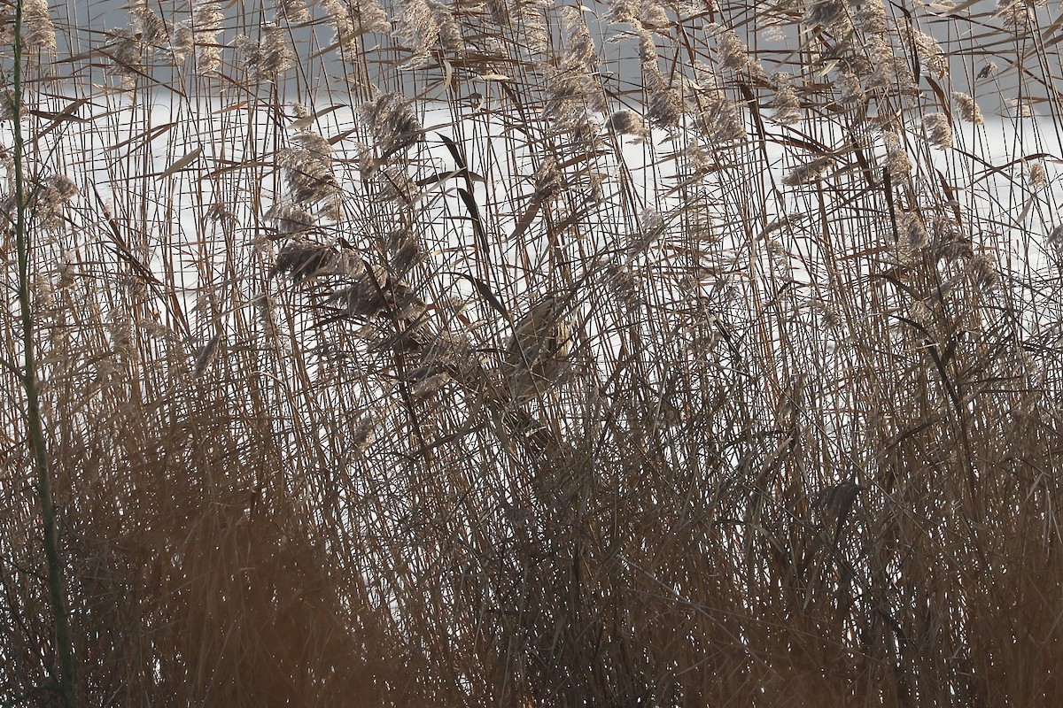 Eurasian Bittern - ML646904201