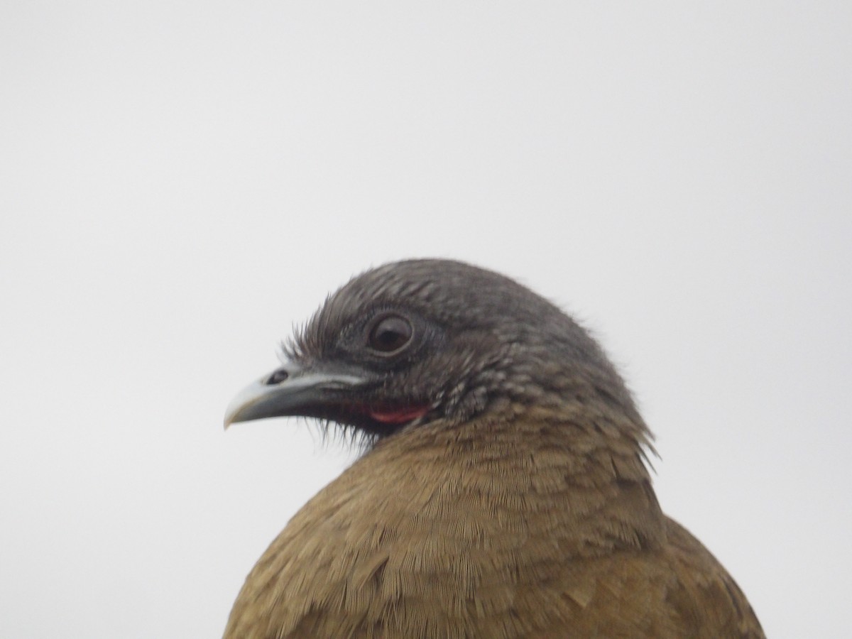 Rufous-vented Chachalaca (Rufous-tipped) - ML646904205