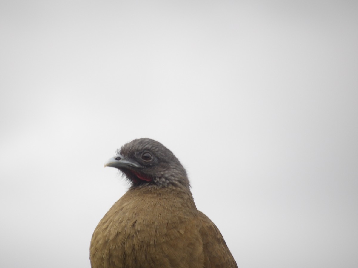 Rufous-vented Chachalaca (Rufous-tipped) - ML646904207
