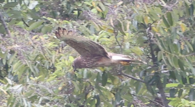 moták tichomořský - ML646904208