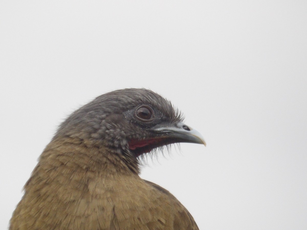 Rufous-vented Chachalaca (Rufous-tipped) - ML646904209