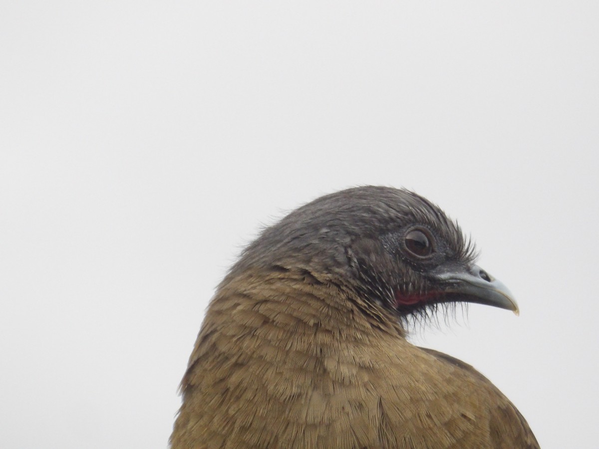 Rufous-vented Chachalaca (Rufous-tipped) - ML646904210