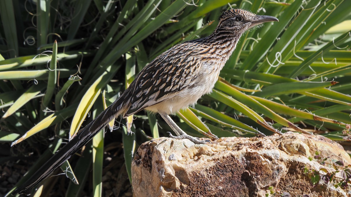 Büyük Yerkoşarı - ML646904211