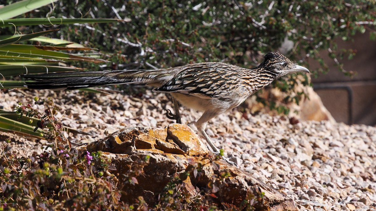 Büyük Yerkoşarı - ML646904212