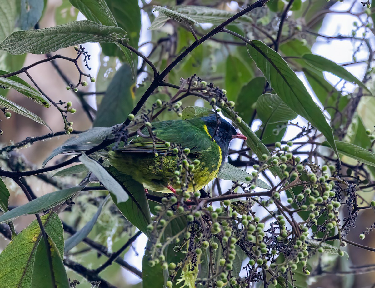 kotinga zelenočerná - ML646904215