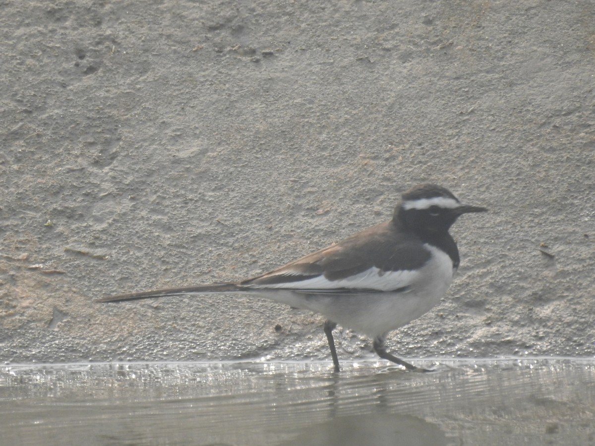 White-browed Wagtail - ML646904225