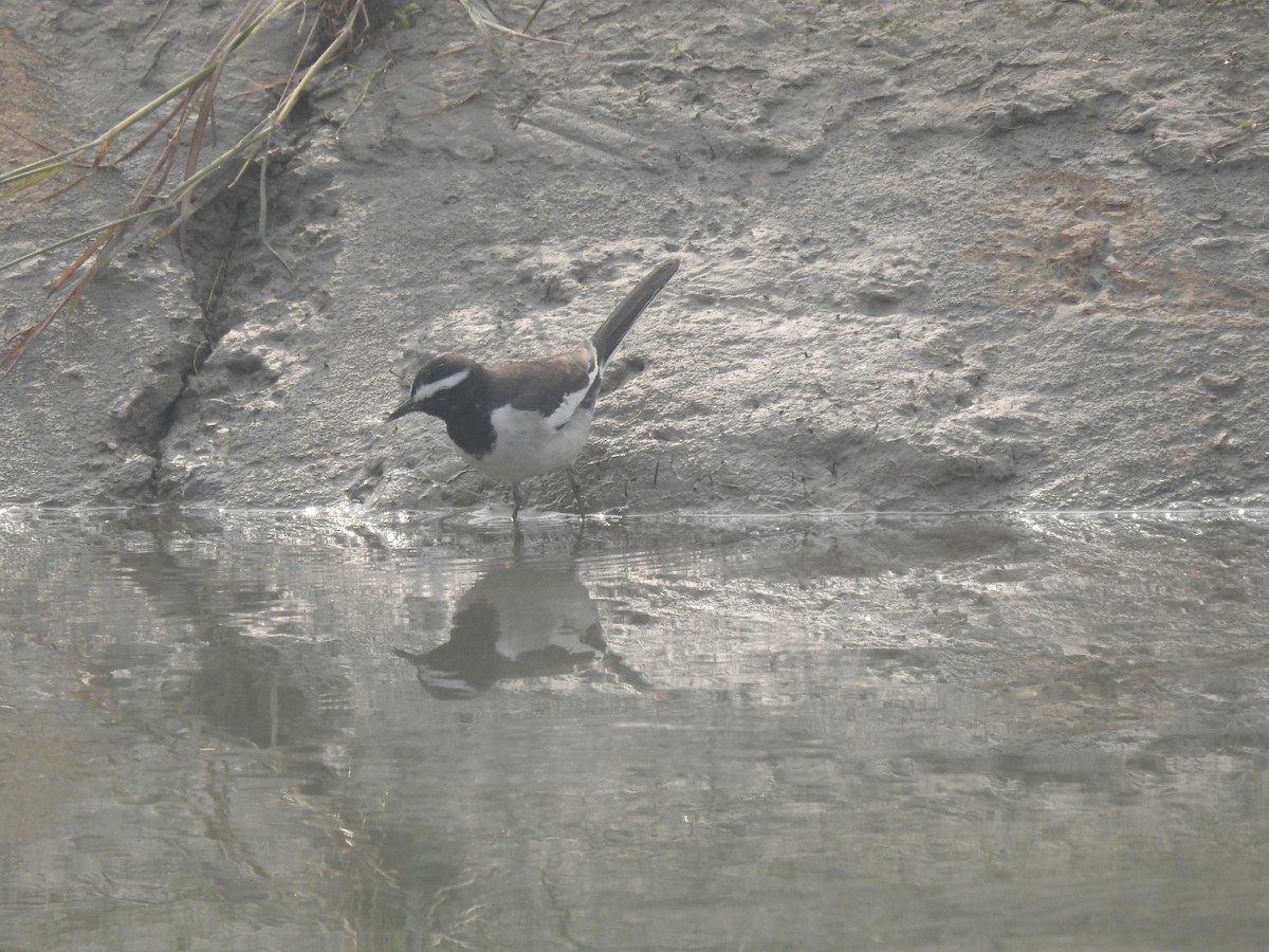 White-browed Wagtail - ML646904226