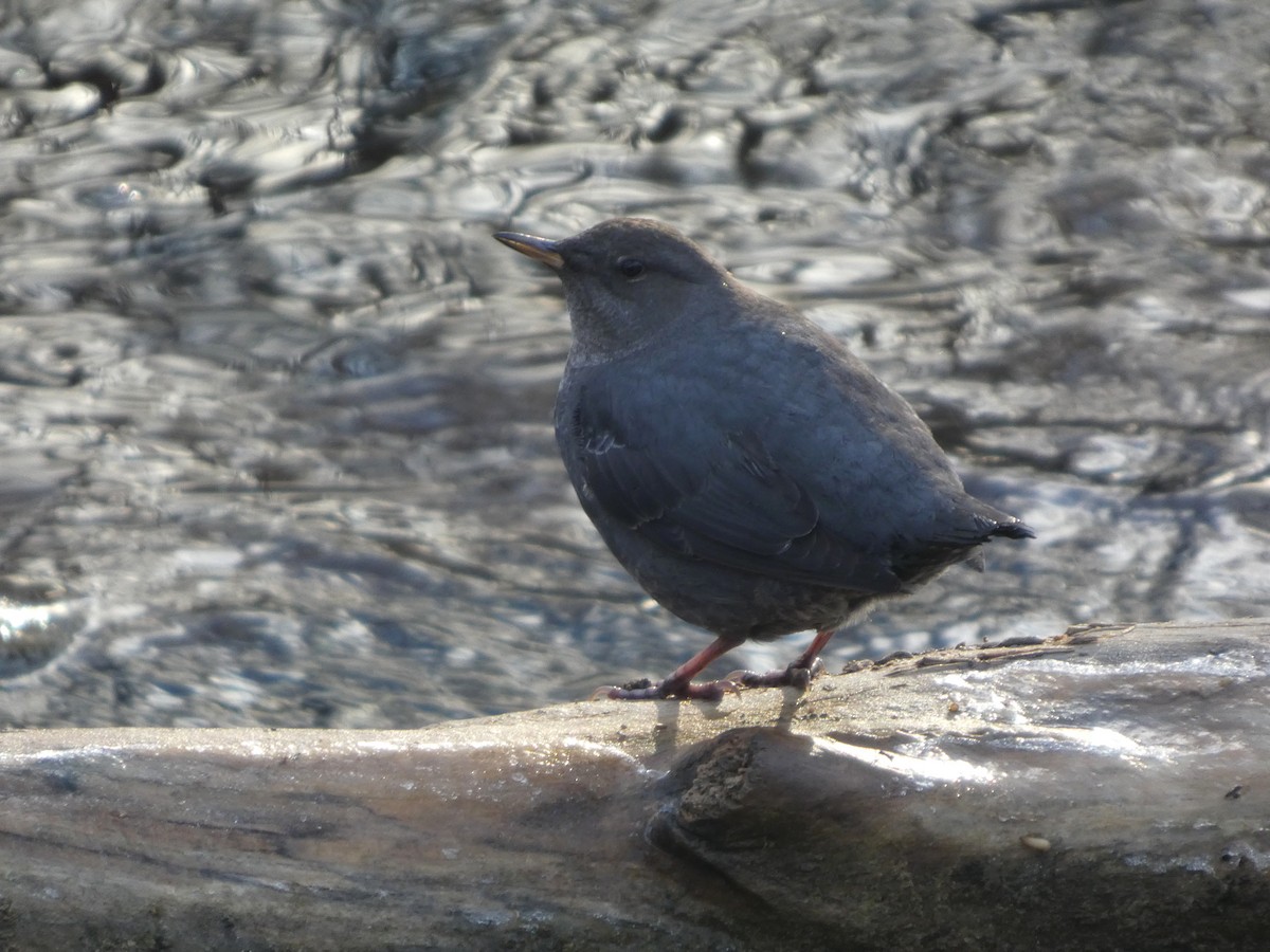 American Dipper - ML646904237