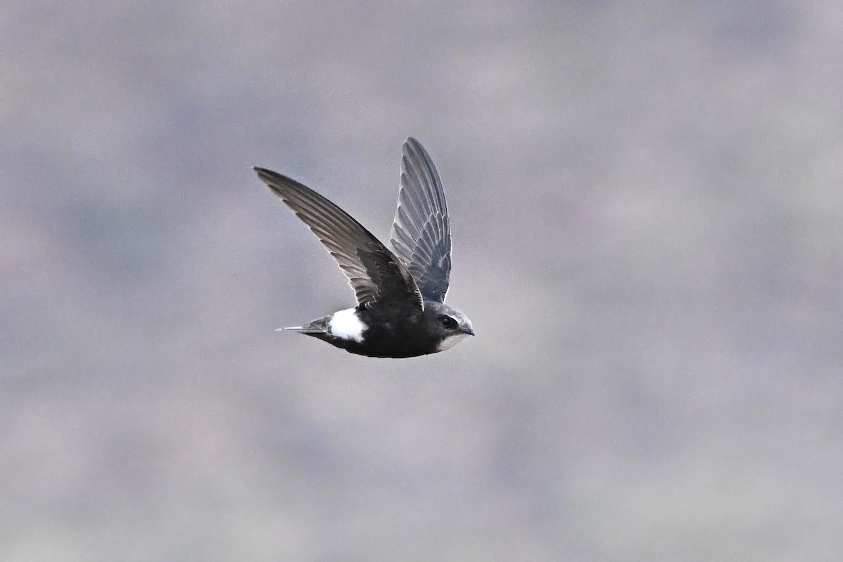 Little Swift - ML646904240