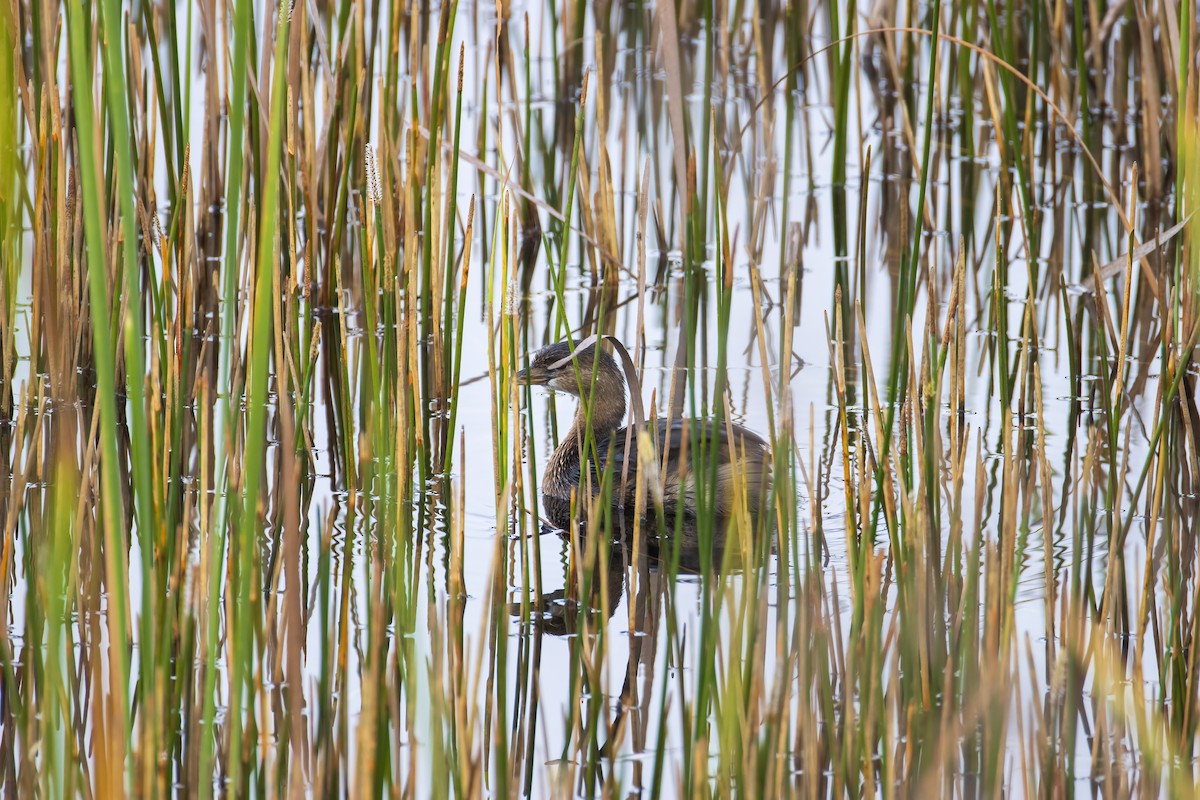 オビハシカイツブリ - ML646904241