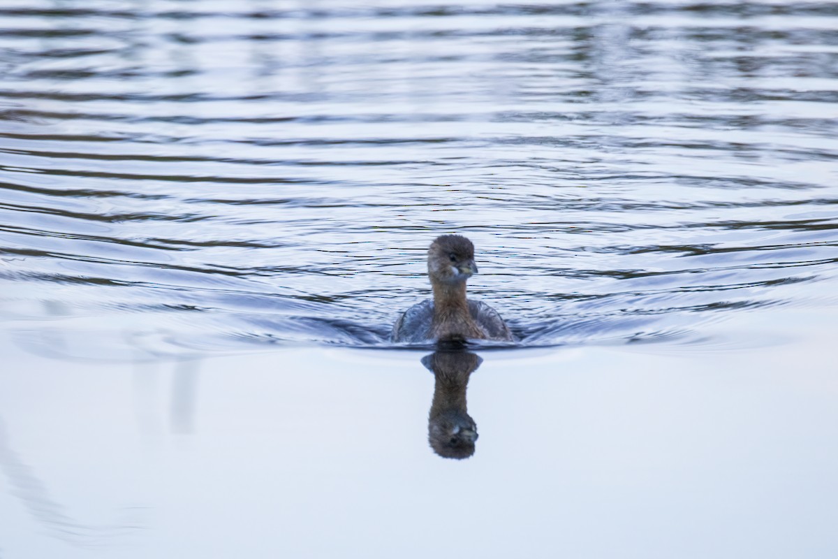 オビハシカイツブリ - ML646904245