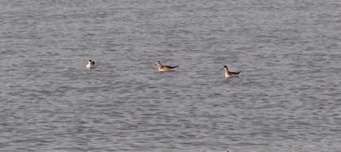 Odinshühnchen - ML646904254