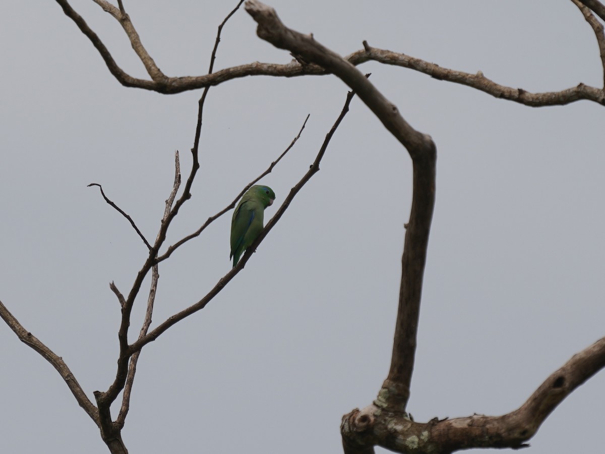 Spectacled Parrotlet - ML646904258