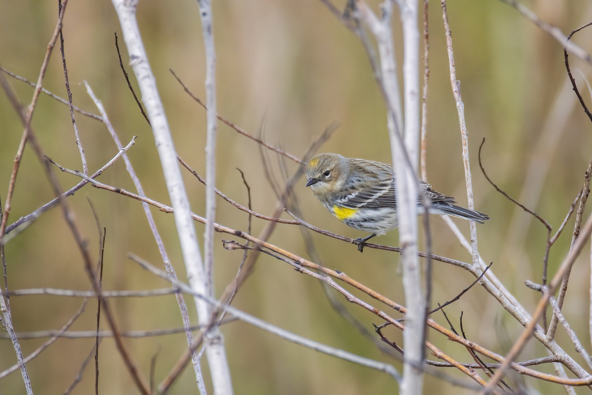 キヅタアメリカムシクイ - ML646904260