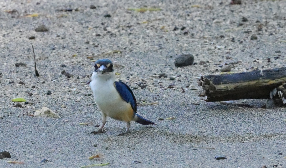 Martin-chasseur du Pacifique - ML646904262