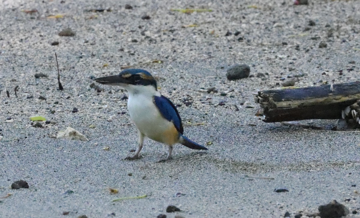 Martin-chasseur du Pacifique - ML646904263