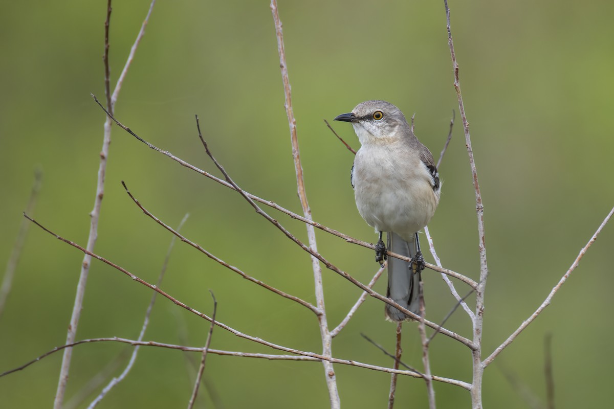マネシツグミ - ML646904264