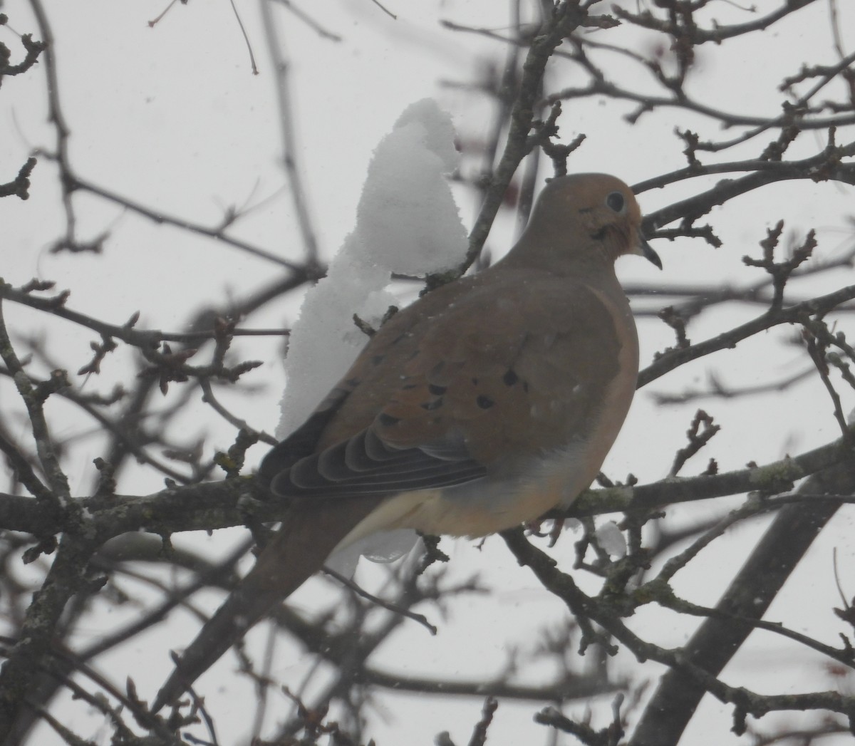 Mourning Dove - ML646904265
