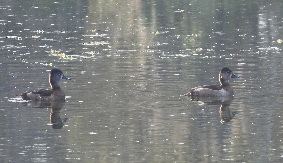 クビワキンクロ - ML646904267