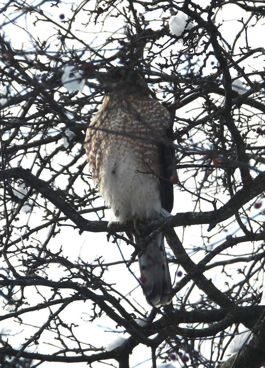 Cooper's Hawk - ML646904277