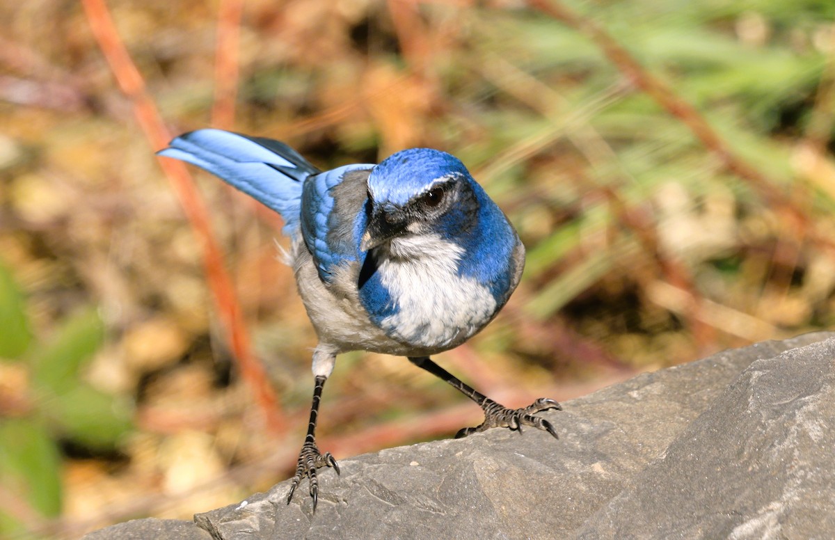 krattskrike - ML646904279