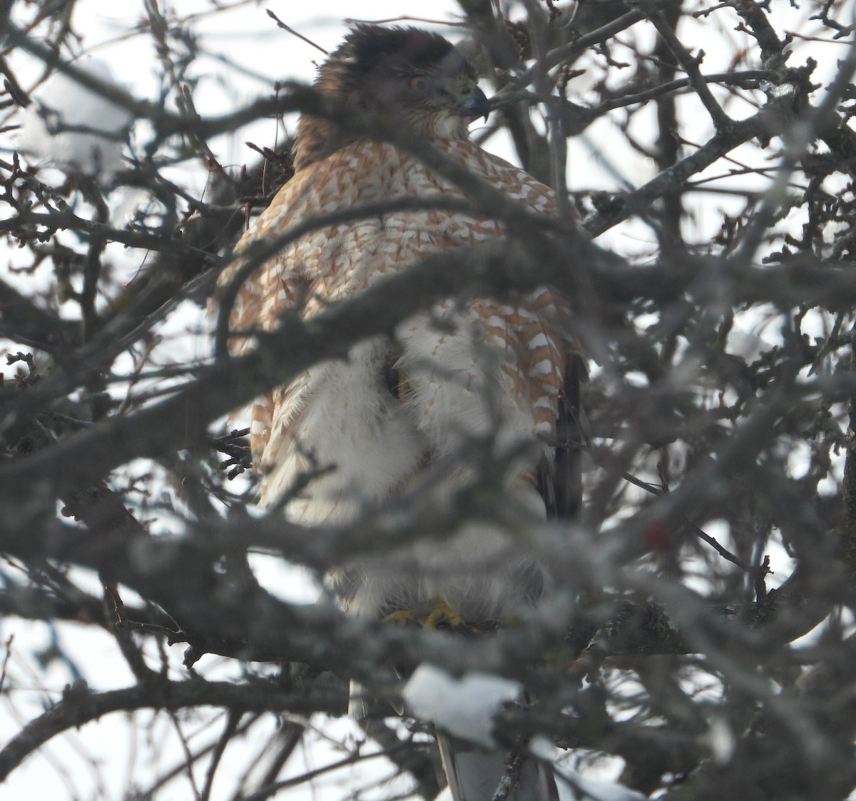 Cooper's Hawk - ML646904280