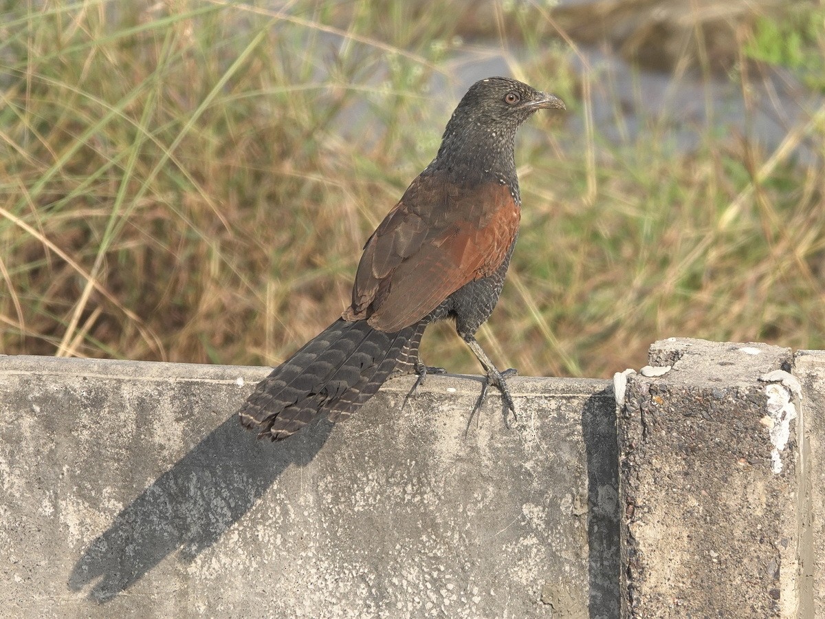 Greater Coucal - ML646904282