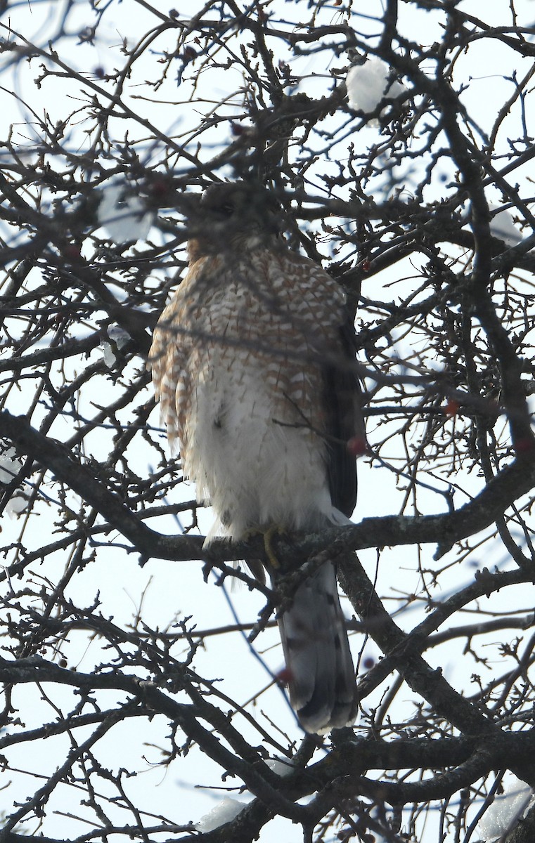 Cooper's Hawk - ML646904283