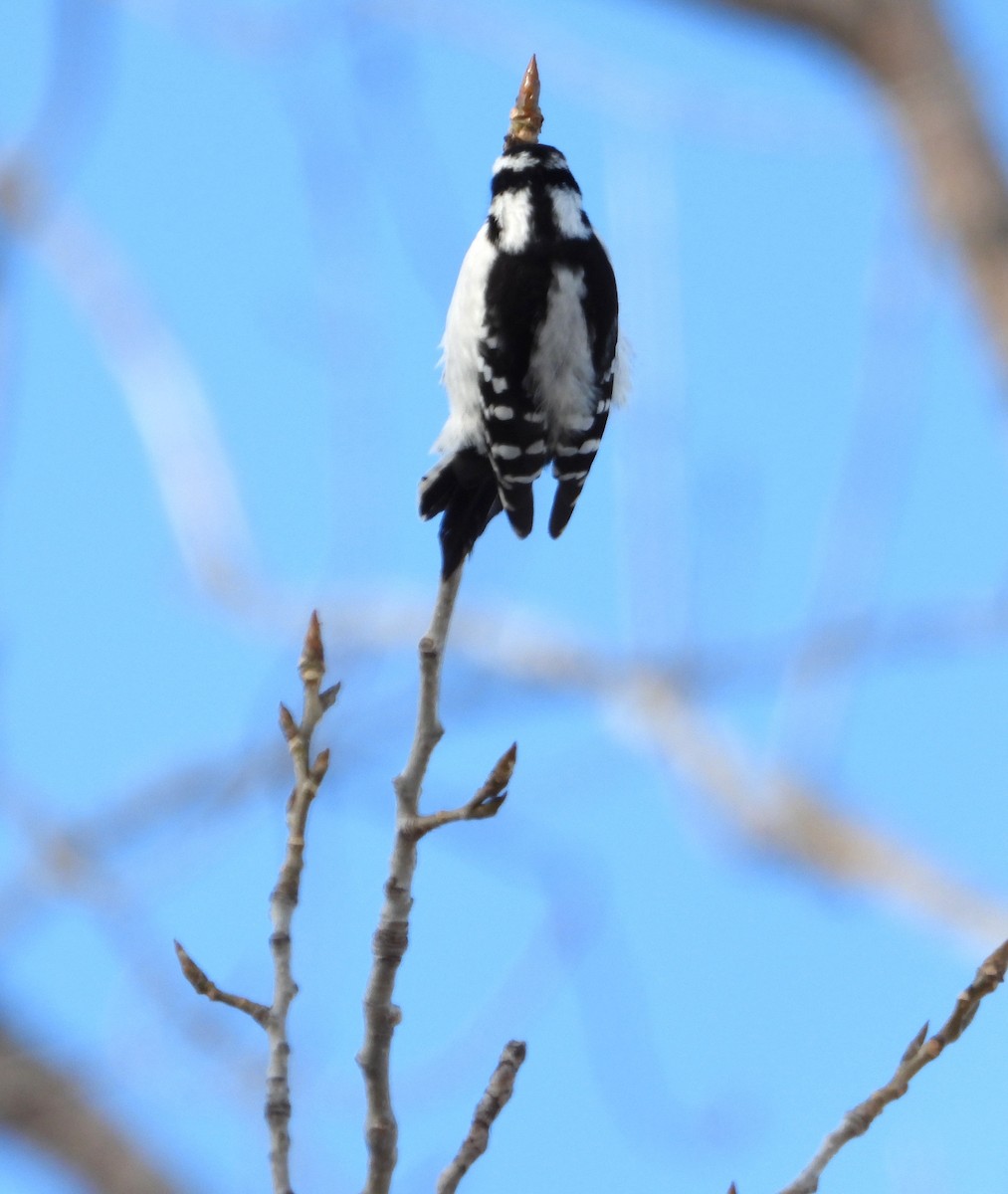 Downy Woodpecker - ML646904285