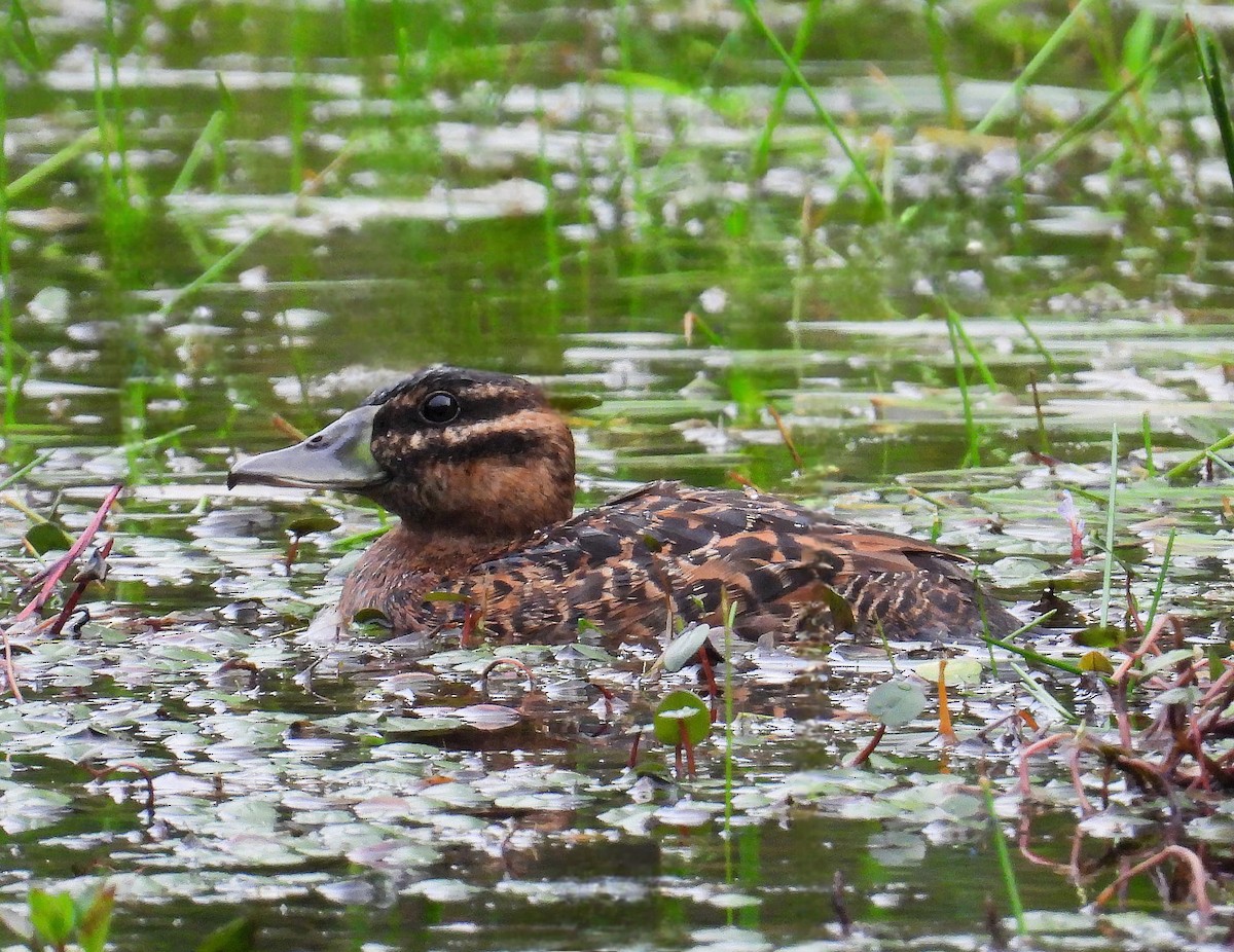 Érismature routoutou - ML646904286