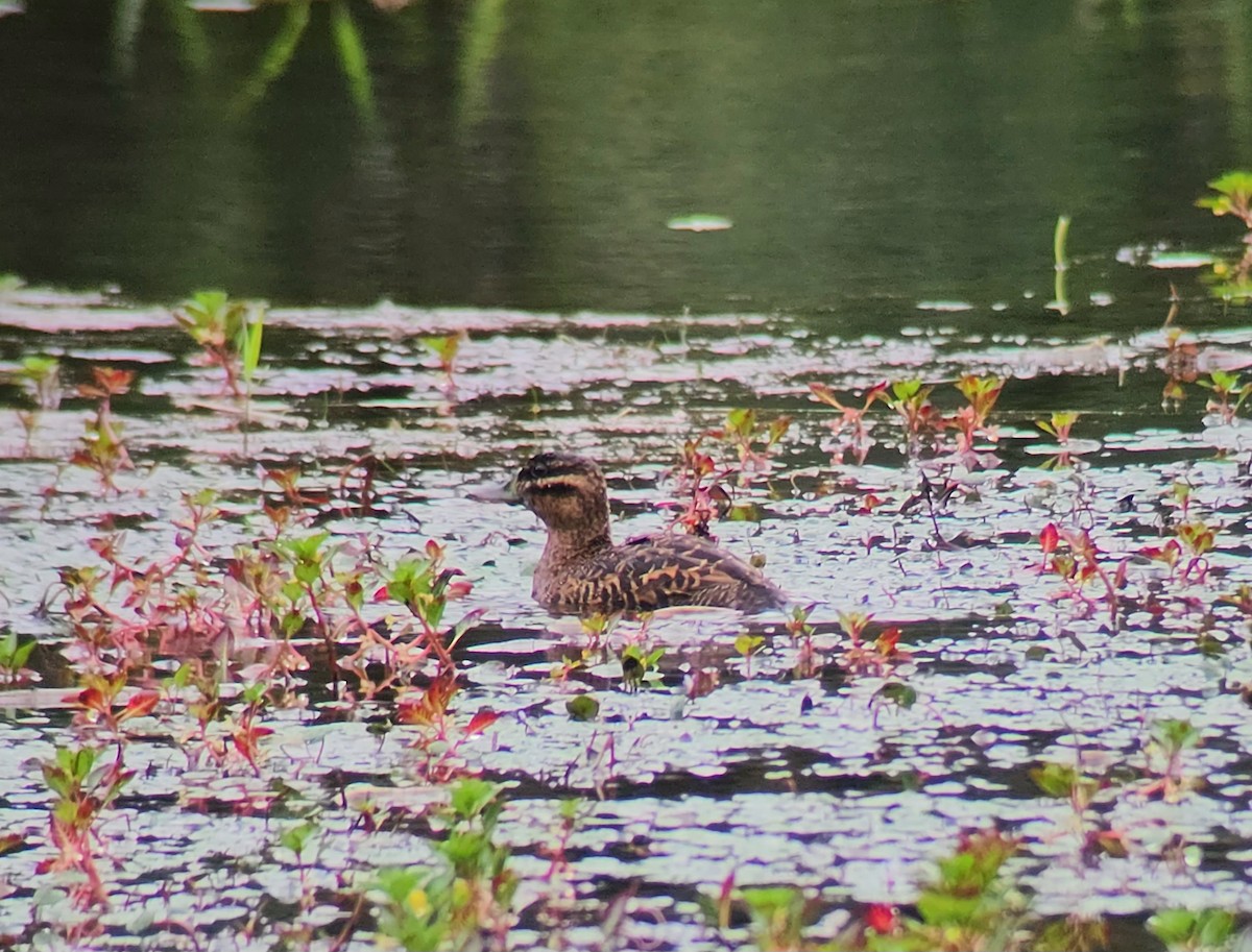 Érismature routoutou - ML646904287