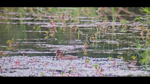 Érismature routoutou - ML646904288